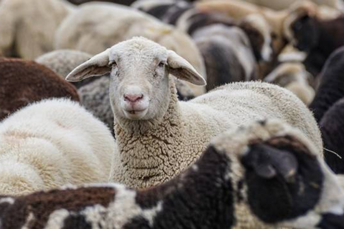 Θρίλερ στο Βόλο: Εξαφανίστηκε κτηνοτρόφος που ήταν σε απόγνωση λόγω της  θανάτωσης των αιγοπροβάτων του